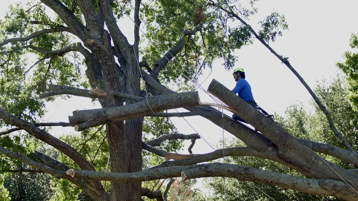 Professional Crown Thinning performed by certified arborists in Chickamauga